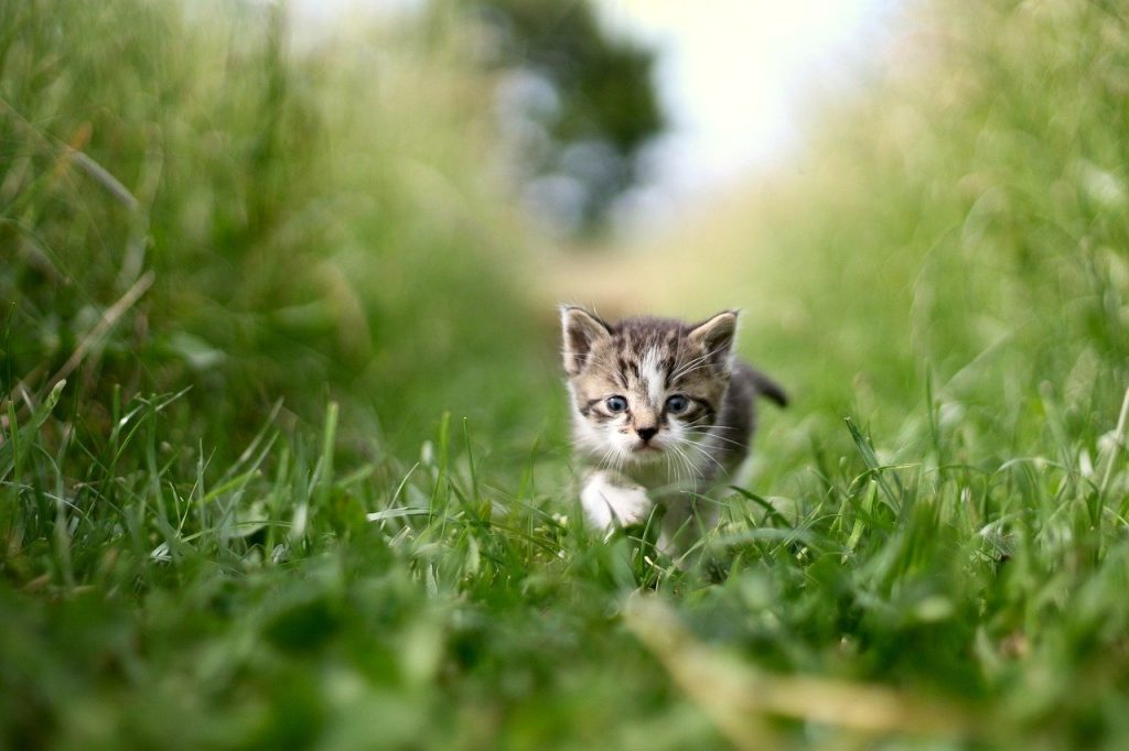cat, grass, green-7245850.jpg