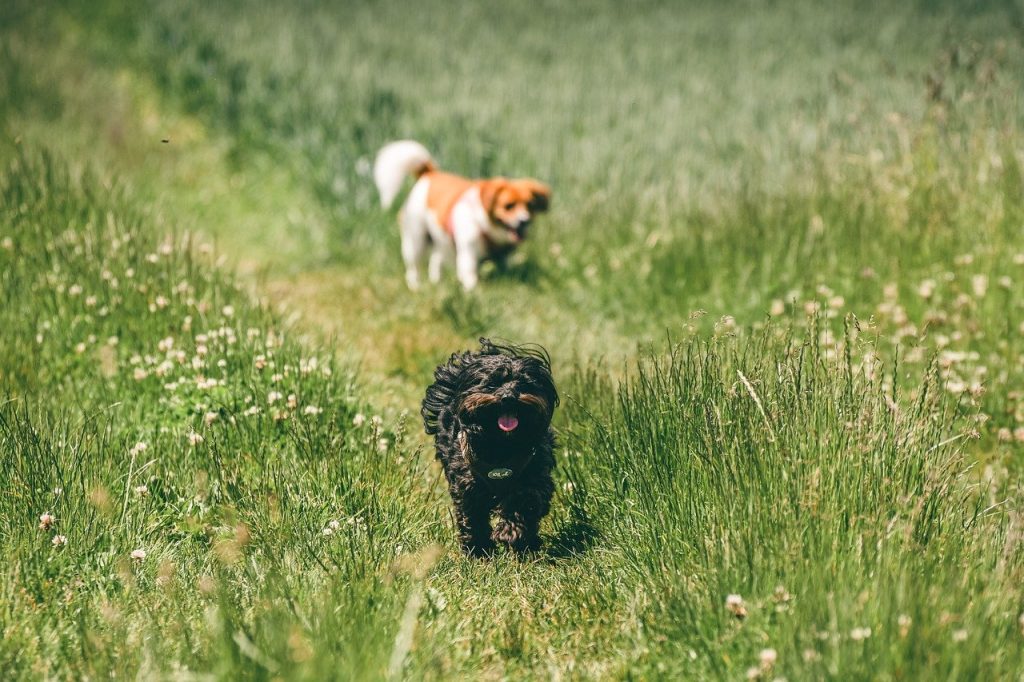 dogs, pets, outdoors-7264260.jpg