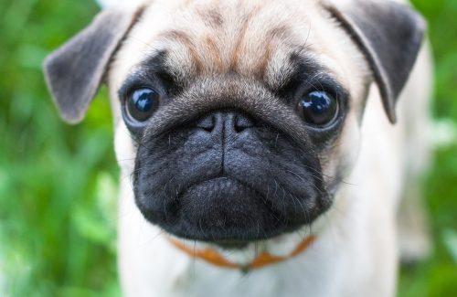 dog-cute-animal-3243734 dog, cute, animal-3243734.jpg